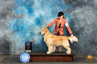 Goldenn Retriever #7 Sun BOBWDBOW Judge Gerard Penta