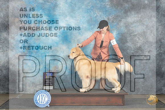 Goldenn Retriever #7 Sun BOBWDBOW Judge Gerard Penta__JP_4162_Lubbock_2024_HR3