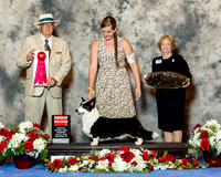 Cardigan Welsh Corgi #6 Thrs G2 WIlson Sharon & Cydne Clark & Valarie Boyce Judge Mr Arley D Hussin