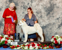 Akita #30 Sun WB Maj NC Swift Angel & Cathe Harvey Judge Mrs Joan M Zielinski