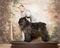 Bouvier De Fladre #9 Sun Custom Saunders Karen D And William M Saunders