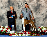 Boxer #47 Sat Maj BOW Moon Phillip and Cindy Judge Norman Patton