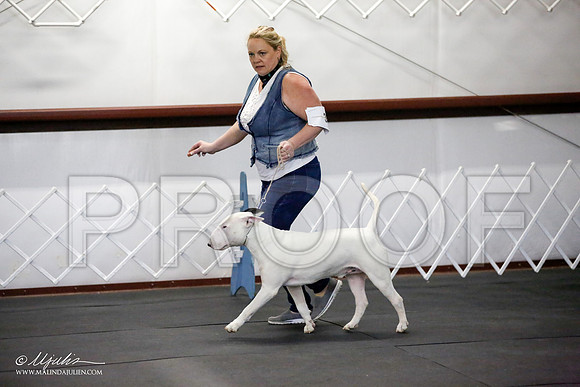 _JJ_3217-BullTerrierAzilApr2016-HR3