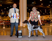 German Shorthaired Pointer #21 Thrs Maj BOB Derrick Averitt D Nancy Ward Judge Dr Robert A Indeglia