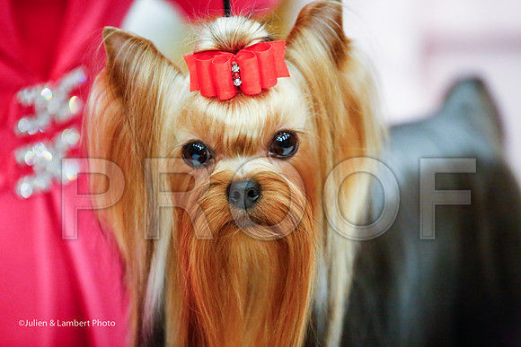 _JJ_8722-YorkieNatJul2016-HR