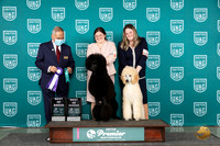 Poodle Std #405 Sun BOBBOW Judge Stan Matsumoto