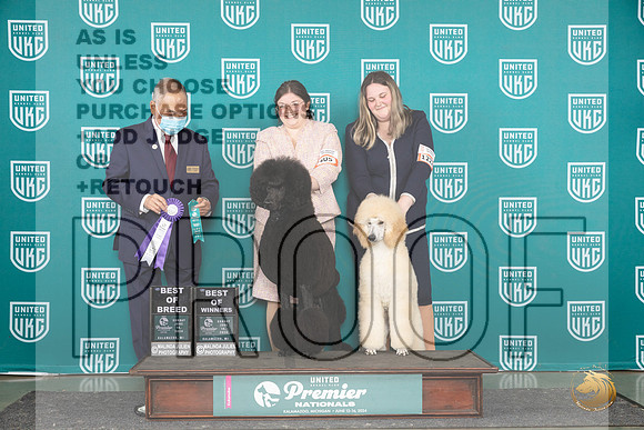 Poodle Std #405 Sun BOBBOW Judge Stan Matsumoto__JP_3293_Premier_2024_HR3
