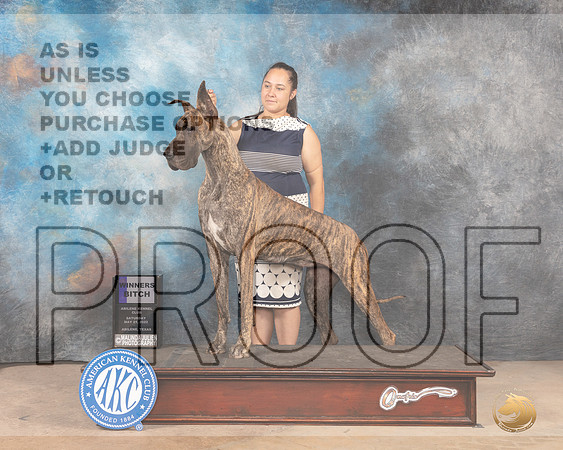 Great Dane #14 Sat WB Judge Terry Houston-MMJ_3718-Abilene2022-HR3