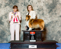 Shetland Sheepdog #34 Wed BOS Ennis Sandi and Jamie Ennis Judge Marilyn M OCuilinn