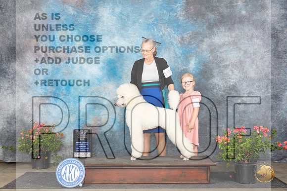 Poodle Std #23 Sun WDBOWM Judge Elizabeth ‘Beth’ Sweigart__JP_6181_San Antonio_2024_HR3