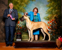 Great Dane #12 Sun BOS Neet Cynthia and John Neet Judge Brian Meyer