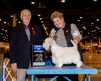 West Highland White Terrier #22 Sun BOW Mcguire Kay DVM Bebe Pinter & Linda Wible Judge Mr Robert J Shreve