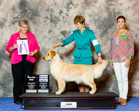 Golden Retriever #10 Wed RWB Maj Curran Shari Kevin Agent Diane Mueller Judge Nancy Talbott