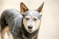 Australian Cattle Dog #18 Fri Mari Baile Ring