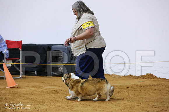 CorgiPW-9268-IABCAFWSPT13-HR