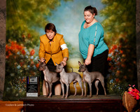 American Hairless Terrier #5 Sun BOB Clauseen Angie and Mandy Rose