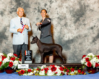 Xoloitzcuintli #10 Sun BOS Maj NC Burch Erin Judge Mr Norman L Patton