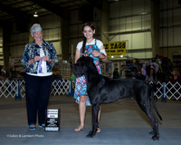 Great Dane #29 Fri RWD Martinez Ramses Jonatan Great Dane #15 Fri BOB Kerr Julia and Chris Judge Anne Katona