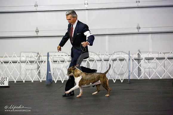 _JJ_2057-BullTerrierAzilApr2016-HR3