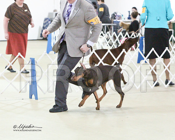 Dobe-0489