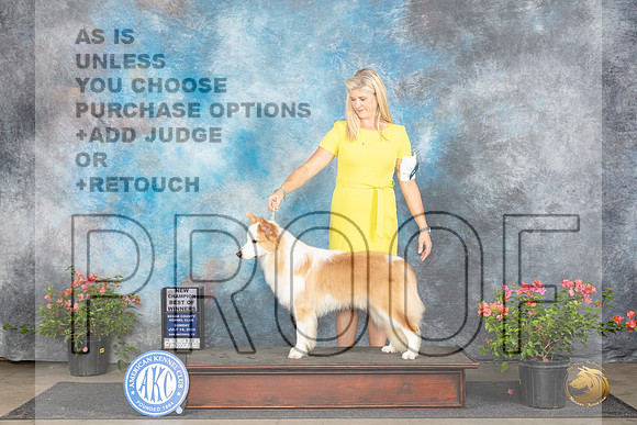 Border Collie #7 Sat BOWCH Judge Polly Smith__JP_6074_San Antonio_2024_HR3