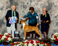 Boxer #44 Fri Maj BOW Emerson Jim & Karen & Brenda Stuckey & Terri Galle Judge Mr Ronald H Menaker