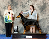 Doberman Pinscher #41 Wed Best Vet Byrns Mary Ann and Pat Onley Agent Terri Galle Judge Linda Clark