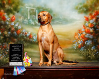 Rhodesian Ridgeback #R19 Sun NT Rally Nov Lawrey Joan