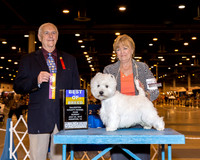West Highland White Terrier #15 Sun BOB Davis Darlene Cox Judge Mr Robert J Shreve