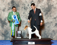 Fox Terrier Wire #17 Wed BISS Malzoni Victo Jr Agnet LEonard Garcini Judge Joao Machado