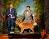 Golden Retriever #18 Sun WB Senterfitt Diane and Geoff Weisbart Agent David M Harper Judge Joe Walton