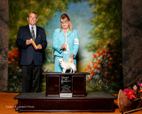 Chihuahua Long Coat #12 Sat BOV Hieman Guy and Dr Eugene Heiman Judge Dana Cline
