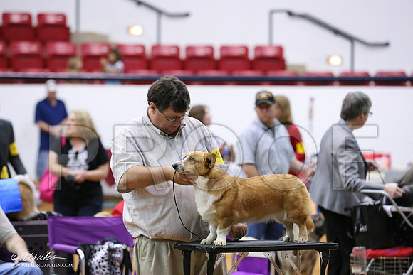 Corgi-8821-IABCAFWSPT13-HR