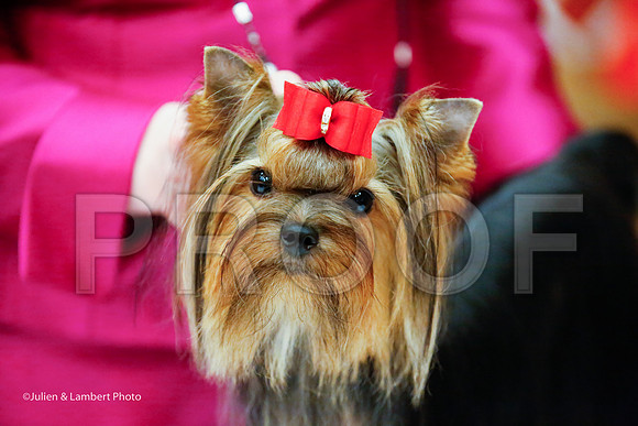 _JJ_8727-YorkieNatJul2016-HR