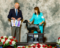 English Cocker Spaniel #18 Fri BOB Mauterer Deborah DVM & Karen Griswa Judge Mr Geir Flyckt Pedersen