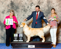 Golden Retriver #26 Wed RWD Best Puppy Andras Jim and Alisa nd Mia Nieman Agent Clint Livingston Judge Nancy Talbott
