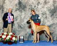 Great Dane #31 Thurs Maj BOS Neet Cynthia and John Neet Judge Ronald Menaker