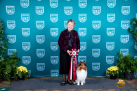 Shetland Sheepdog TD 2