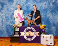Miniature Pinscher #6 Sat OH BiS Swilling Kim & R Limsiaco & A Ampatuan Judge Mrs Sharon Newcomb