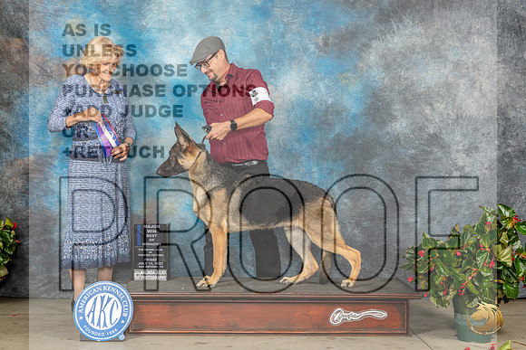 German Shepherd Dog #7 Fri BOW Judge Patti Widick NealeMJP_8185_SA2023_HR3