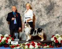 Australian Shepherd #27 Sat NC Maj BOW WB Barnes Becky and T Wortham and T Velnoksy and H McQueen Judge Robert Shreve