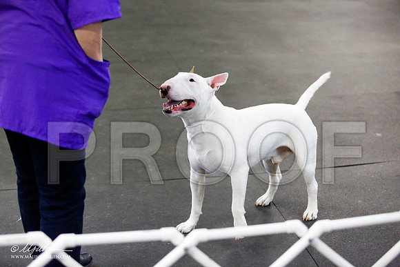 _JJ_3239-BullTerrierAzilApr2016-HR3