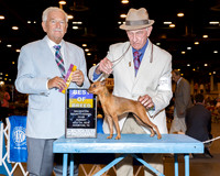 Miniature Pinscher #8 Sun BOB Dewey Larry & Armando Angelbello Judge Mr Norman L Patton