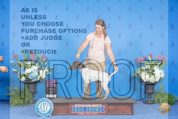 German Shorthaired Pointer #30 THUR BP G1 Judge Terri Burrows__JP_8180_Houston_2024_HR3
