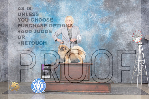 Tibetan Spaniel #5 Fri OHG1 Judge Denise Dean__JP_5584_Amarillo_2024_HR3