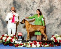 Rhodesian Ridgeback #17 Sat g2 Faville Nancy and Helle Rasmussen and Rebecca Boese Judge Dr Kenneth Levison