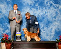 Cocker Spaniel ASCOB #8 Fri BOB Dooley Sharon Agnet Joe Payne Judge Dana Cline