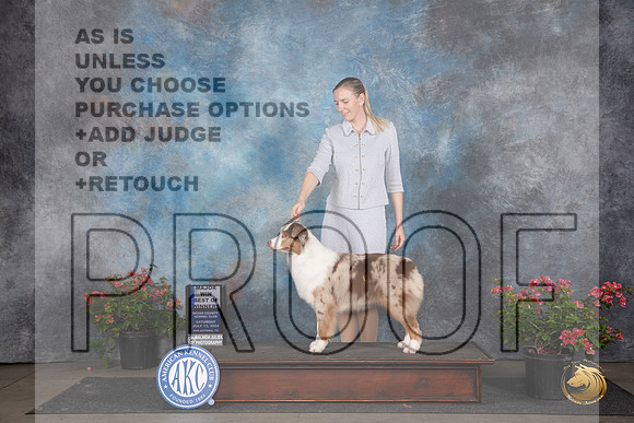 Australian Shepherd #20 Sat WBBOWM Judge Polly (Mrs Robert) D Smith__JP_5229_San Antonio_2024_HR3
