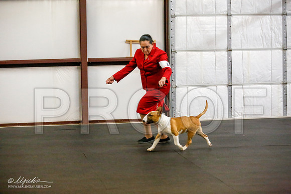 _JJ_0462-BullTerrierAzilApr2016-HR3