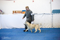 Puppy Sweeps 9-12 Dog Sat Ring